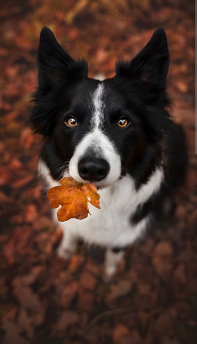 a black and white dog holding a leaf in its mouth while looking up at the camera Halloween Border Collie Border Collie In Leaves, Border Collies Aesthetic, Border Collie In Autumn Park, dark slate gray