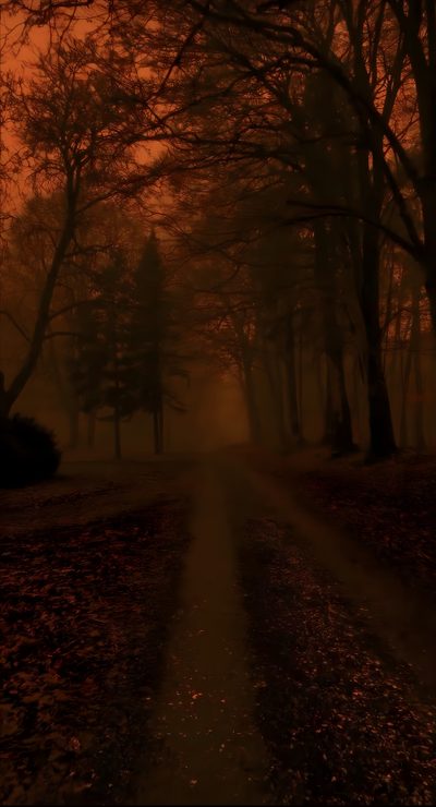 a dirt road in the middle of a forest Halloween Woods Cozy Fall Aesthetic Iphone, Dark Fall Aesthetic, Dark Moody Phone, Fall Aesthetic Dark, black