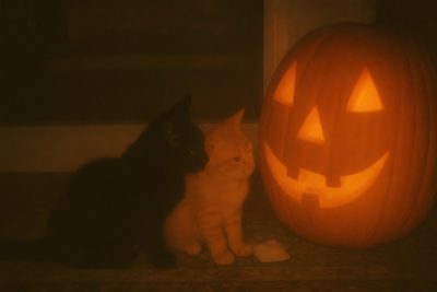 a cat sitting next to a carved pumpkin Halloween Medium Widget Fall Cats, Fall Tumblr, Dream's Cat, Orange Kittens, Halloween Ii, black