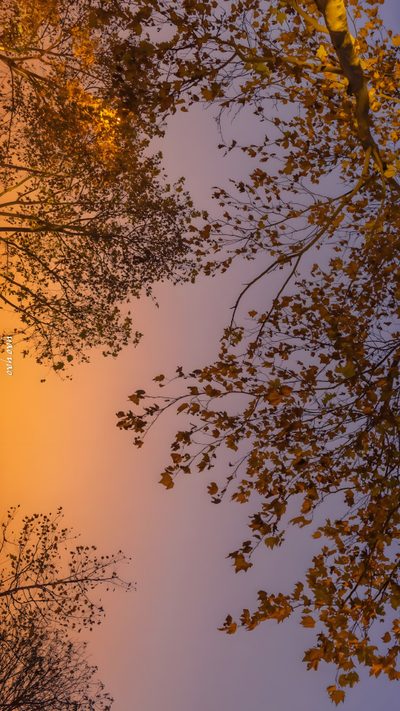 the sun shines through the branches of trees Halloween Sunrise Autumn Aesthetic Laptop, September Nature Background, Fall Aesthetic Desktop, dim gray