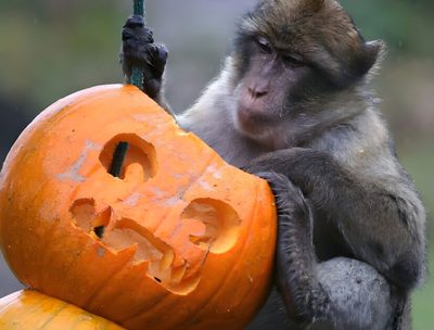 a monkey sitting on top of a pumpkin with its head in it's hands Halloween Monkey Monkey Pumpkin Painting, Monkey Pumpkin Ideas, Monkey Thanksgiving, dim gray