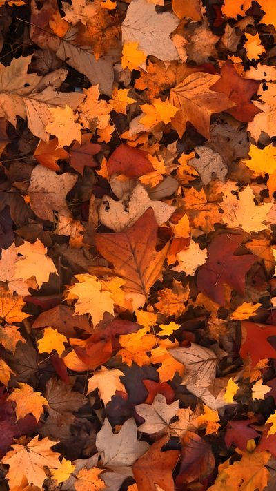many different colored leaves on the ground Fallhalloween Free Halloween, Halloween, Whats, Patrick Demarchelier, Fall Background, Foto Tips, saddle brown