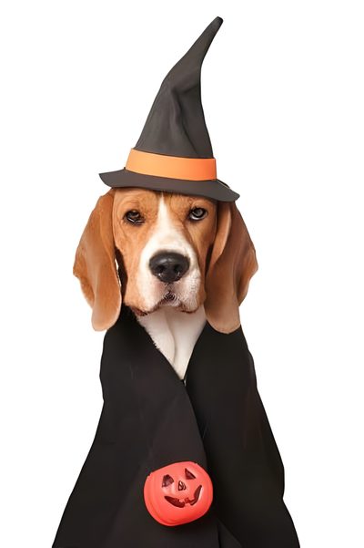 a beagle dog dressed up as a witch with a pumpkin on it's chest Cute Beagle Halloween Beagle Funny, Pocket Beagle, Halloween Dog Bandana, Choosing A Dog, white
