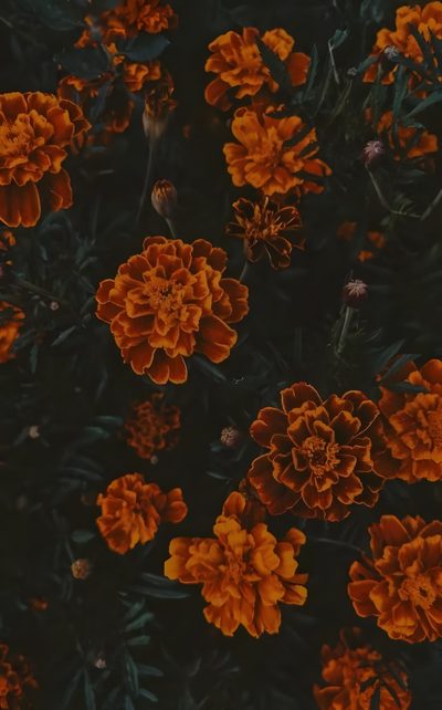 many orange flowers are growing in the dark Halloween Marigold Vintage Fall Backgrounds, October Iphone, Dark Fall Iphone, November Phone, black