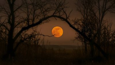 the full moon is seen through some trees Halloween Medium Widget Orange Moon, Moon, black