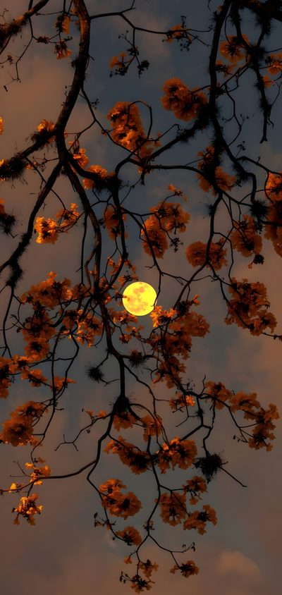 the full moon is seen through the branches of a tree in front of a cloudy sky Aesthetic Halloween Flower Pretty Backgrounds, Nature, Simple Phone, Aesthetic Desktop, dark slate gray