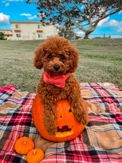 a brown poodle sitting on top of a plaid blanket next to an orange pumpkin Halloween Poodle Poodle Puppy, Toy Poodle, Okinawa Japan, Toy Poodle Puppies, Toy Poodle Puppy, gray
