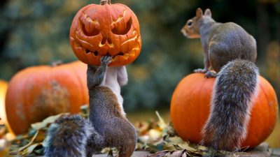 squirrels and squirrels are holding up pumpkins in front of their faces, with one on its head Bing Halloween Squirrel Pumpkin, Squirrels In Costumes, Squirrel Eating Pumpkin, dark olive green