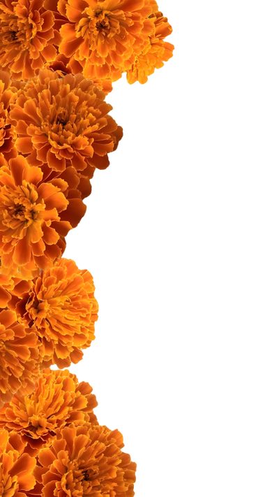 orange flowers are arranged in the shape of a vertical line on a white background with space for text Halloween Marigold Horror Posters, Drawings, Painter, Marigold Flower, Festival Decorations, Holiday, white