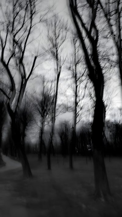 black and white photograph of trees in the park at dusk with no leaves on them Halloween Not Blurry Horror Background Aesthetic, Dark Goth, Dark Trees Aesthetic, dark slate gray