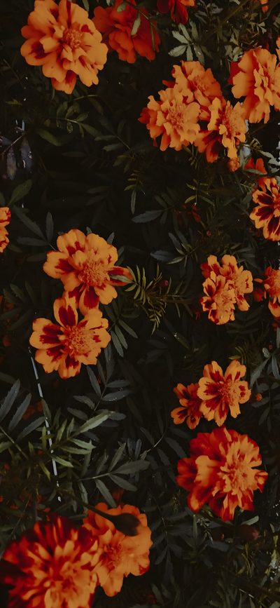 many orange flowers are growing in the dark Halloween Marigold Mexican Marigold, Cool For Your Phone, Marigold Aesthetic, Dark Orange Aesthetic, black
