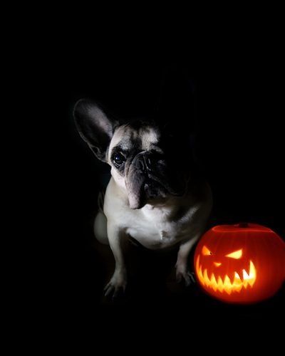 a dog sitting next to a pumpkin in the dark Halloween French Bulldog Halloween French Bulldog, Frenchie Halloween, Frenchie Fall Pictures, black