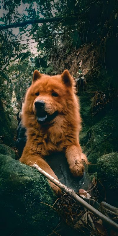 a large brown bear laying on top of a lush green forest Halloween Chow Chow Chow Chow Dog Photography, Chow Chow Autumn, Chow Chow Dog In Nature, dark slate gray