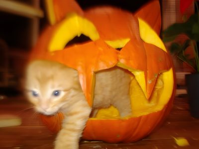 an orange kitten is in a pumpkin shaped like a cat Halloween Pfp Cat Inside Carved Pumpkin, Cute Pet Halloween Decorations, Diy Halloween Pet Costumes, saddle brown