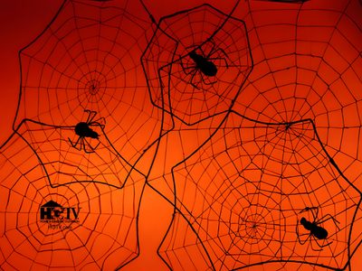several spider webs are shown in front of an orange background with black bugs on them Halloween Spiders At University Of Texas Halloween Spiders At University Of Texas, Ant Farm Halloween, Orange Spider Web Decoration, firebrick