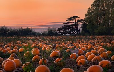 a field full of pumpkins sitting in the middle of a forest at sunset or dawn Halloween Pumpkin Patch Fall Pumpkin Field View, Fall Pumpkin Field Scene, Autumn Pumpkin Field, saddle brown