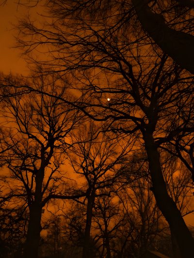 trees with no leaves and the moon in the distance Halloween Tree Cute Halloween Aesthetic, Halloween Dark Aesthetic, Fall Aesthetic, maroon