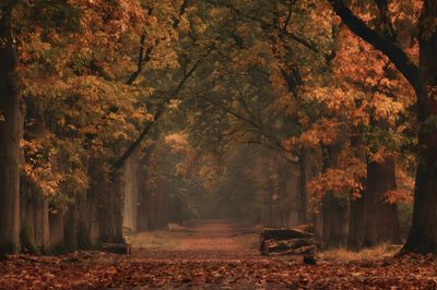 an autumn scene with fallen leaves on the ground and trees in the foreground, Autumn Halloween Autumn Ambience, Autumn Aesthetic Ipad, Autumn Background Aesthetic, dark olive green
