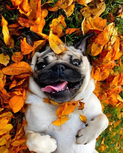 a pug dog laying on its back in the grass with leaves all over it Halloween Pug Pug Autumn Photoshoot, Pug Fall Photoshoot Ideas, Pug Playing With A Leaf, sienna
