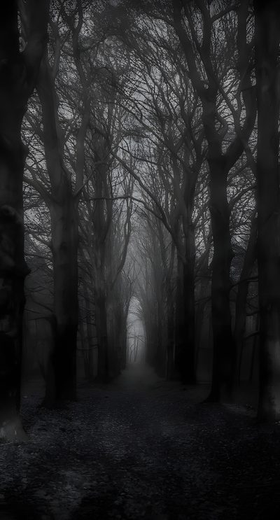 a black and white photo of trees in the woods with foggy skies above them Black And White Halloween Scary Backgrounds, Scary, Dark Green Aesthetic, Dark Forest Aesthetic, Black,