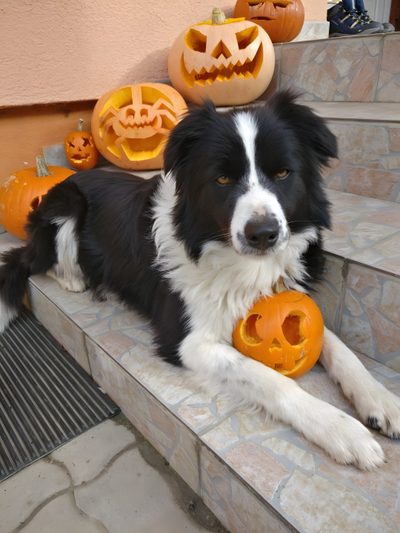 a black and white dog laying on some steps with pumpkins in front of him Halloween Border Collie Border Collie Costume, Border Collie Halloween, Border Collie Halloween Background, gray