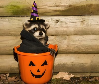 a raccoon wearing a witches hat in a pumpkin bucket Halloween Raccoon Halloween Raccoon Pfp, Cute Raccoon With Witch Hat, Raccoons In Costumes, Fall Raccoon, peru
