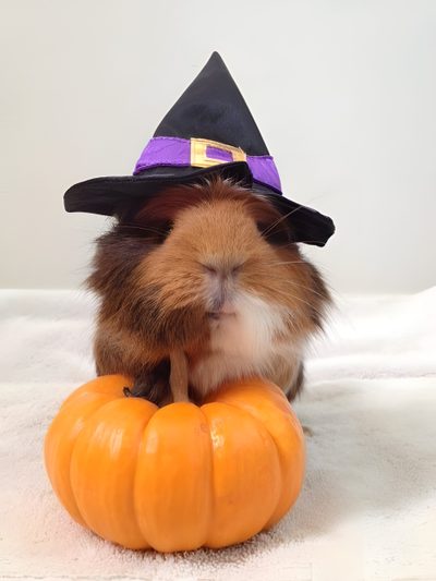 a guinea pig wearing a witches hat sitting on top of a pumpkin Halloween Guinea Pig Guinea Pig Witch Costume, Guinea Pig Costume Photography, Guinea Pig Halloween Costumes, light gray