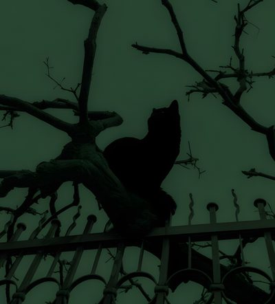 a black cat sitting on top of a wooden fence next to a tree with no leaves Halloween Black Cat Green Gothic Cat, Black Cat With Old Books, Gothic Black Cat Reading Book, dark slate gray