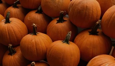 many orange pumpkins stacked on top of each other Halloween Pumkin Fall Ipad Widgets, Autumn Mac, Fall Long Widget, Pumpkin Banner, Mac Desktop, saddle brown
