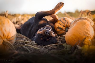 a dog laying on its back in the middle of some pumpkins and looking at the camera Halloween Rottweiler Rottweiler Autumn, Dogs, Rottweiler Fall Scenery, Photography, Dog Gear, sienna
