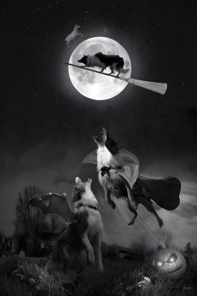 two dogs are flying in the sky with bats Halloween Border Collie Dog And Crow, Dark Witch Dog, Black Cat And Crow, Dog In Spooky Background,