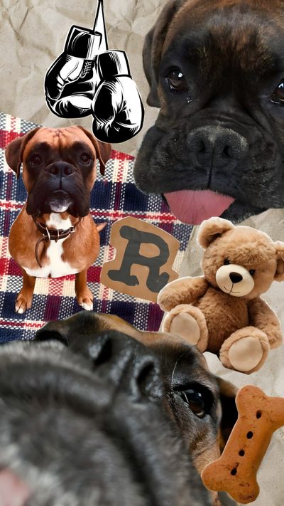 two dogs and a teddy bear sitting on a plaid blanket with the words boxer above them Halloween Boxer Dog Boxer Dog Background, Dog Lockscreen, Dog Background, Boxer Dogs, dark olive green