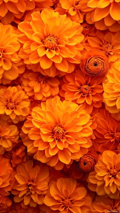 many orange flowers are arranged together Halloween Marigold Orange Theme Iphone, Orange Color, Orange Colored Things, orange red