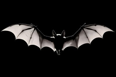a black and white photo of a bat flying in the air with its wings spread out Halloween Bats Desktop Bat Hd, Gothic Animals, Goth Desktop, Goth Header, Bat Aesthetic, black