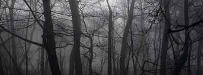 the woods are foggy and there is no image here Halloween Banner With Forest Ominous Banner, Black Forest Banner, Gothic Foggy Background, dark slate gray