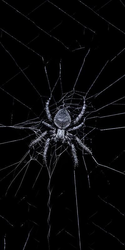 a spider sitting on its web in the dark Spider Halloween Spiders, White Spider, Black Spider, Black Spider Gif, Spider Black, Scary Spider,