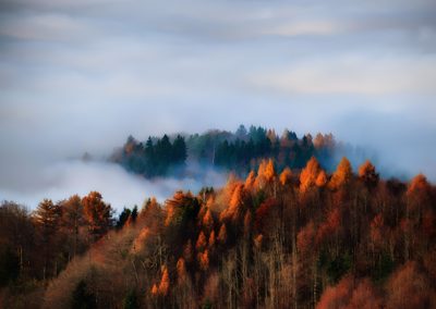 trees with orange and yellow leaves in the foreground on a foggy mountain side Halloween Mountain Foggy Autumn Landscape With Forest, Foggy Autumn Forest Background, Autumn Forest In Foggy Mountains, dark gray