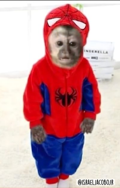 a monkey dressed in a red spider suit with blue pants and white socks is standing on the floor Halloween Monkey Superhero Monkey, Spider Monkey Dressed Up, Spider Monkey Suit, Red Monkey Meme, gainsboro
