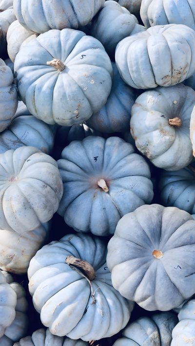 many blue pumpkins are stacked up together Pastel Blue Halloween Pastel Blue Halloween Aesthetic, September Blue, Blue Fall Pictures, dark gray