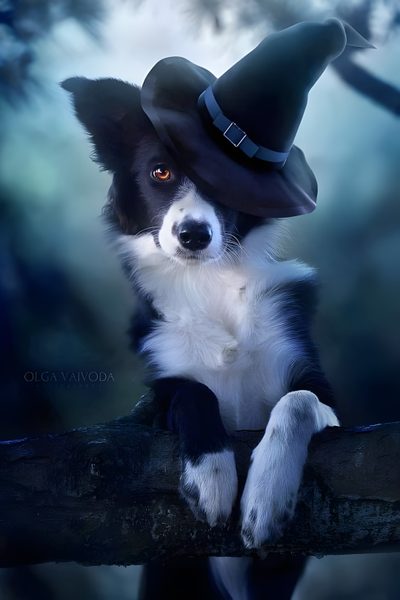 a black and white dog wearing a witches hat on top of a tree branch in the woods Halloween Border Collie Fall Dog Pictures, Border Collie Halloween Background, Halloween Border Collie, dark slate gray