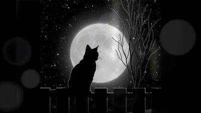 a cat sitting on a fence looking at the moon Desktop Black Cat Halloween Cat On Fence Under Moon, Two Cats Silhouettes At Night, Cat Sketch Under Moonlight,