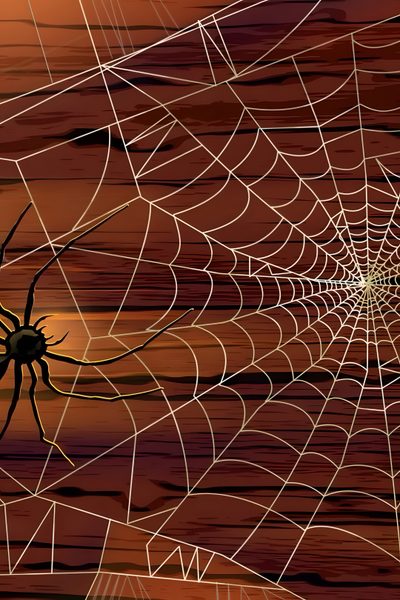 a spider sits on its web in front of the setting sun, with it's shadow Halloween Spiders At University Of Texas Spider Web Phone Background, Spooky Spider Web, Spider Web Screensaver, maroon