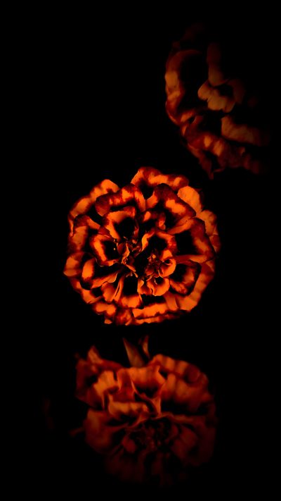 an orange flower sitting on top of a black surface with its reflection in the water Halloween Marigold Flor De Cempasuchil Fondo, Dark Mexican Aesthetic, Marigold Aesthetic, black