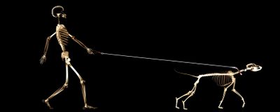 a skeleton walking with a dog on a leash Dual Monitor Halloween Funny Facebook Cover, My Funny Valentine, Funny, Backgrounds Desktop, X Ray, black