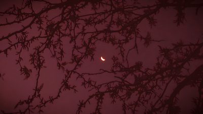 the night sky is filled with stars and trees silhouetted against dark purple hues Burgundy Halloween Dark Red Computer, Dark Red Aesthetic Desktop, Dark Red Computer Background, maroon