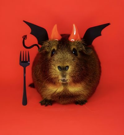 a close up of a animal with horns on its head near a fork and knife Halloween Guinea Pig Guinea Pig Skull, Guinea Pig In Red Costume, Guinea Pig In A Costume, firebrick