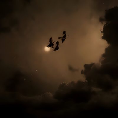 three birds flying in the sky at night Halloween Aesthetic Widget Helen Keller, Witchy Vibes, Autumn Aesthetic, Brown Aesthetic, Halloween, black
