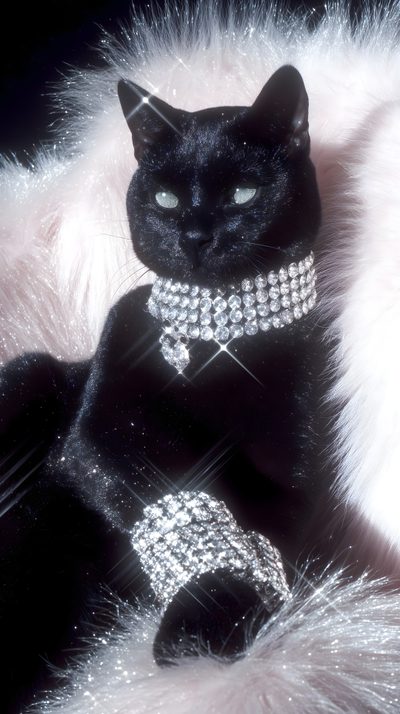 a black cat with white fur and jewels on it's collar sits in front of a furry chair Black Cat Diamonds For Halloween In Cat Modeling, Black Glitter, Cat Diva, Glamour Cats, dark slate gray