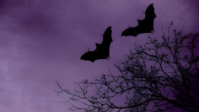 two bats are flying in the sky above some tree branches with purple clouds behind them Halloween Purple Bat November Purple Aesthetic, Halloween Aesthetic Purple, Dark Purple Halloween Aesthetic, dark slate blue