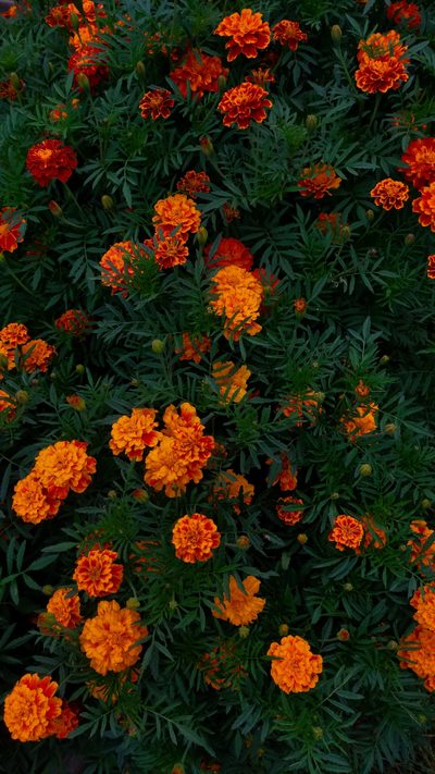 orange and yellow flowers in the middle of green leaves on a bushy planter Halloween Marigold Marigold Iphone, Marigolds Background, Marigold Flowers Background, black